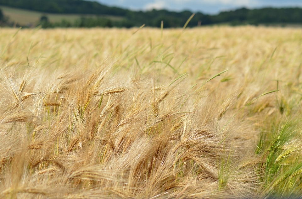 Grass plant field barley