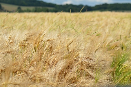 Grass plant field barley Photo