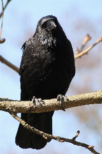 Photo Nature bifurquer oiseau aile