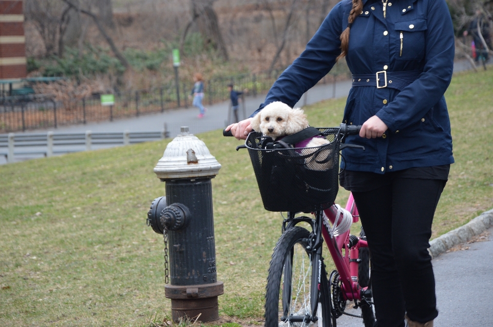 Vélo chiot chien animal de compagnie