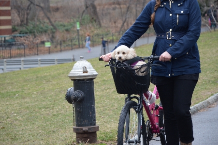 Bicycle bike puppy dog Photo