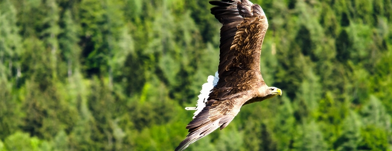 Foto Natura ramo uccello volare