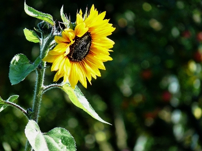 Foto Natureza plantar flor pétala