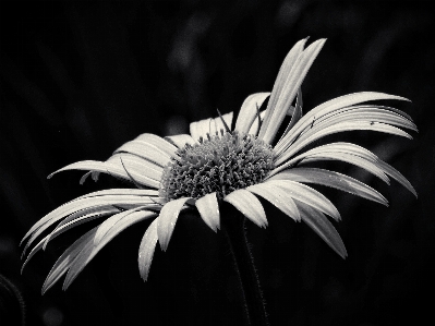 黒と白
 植物 白 写真撮影 写真