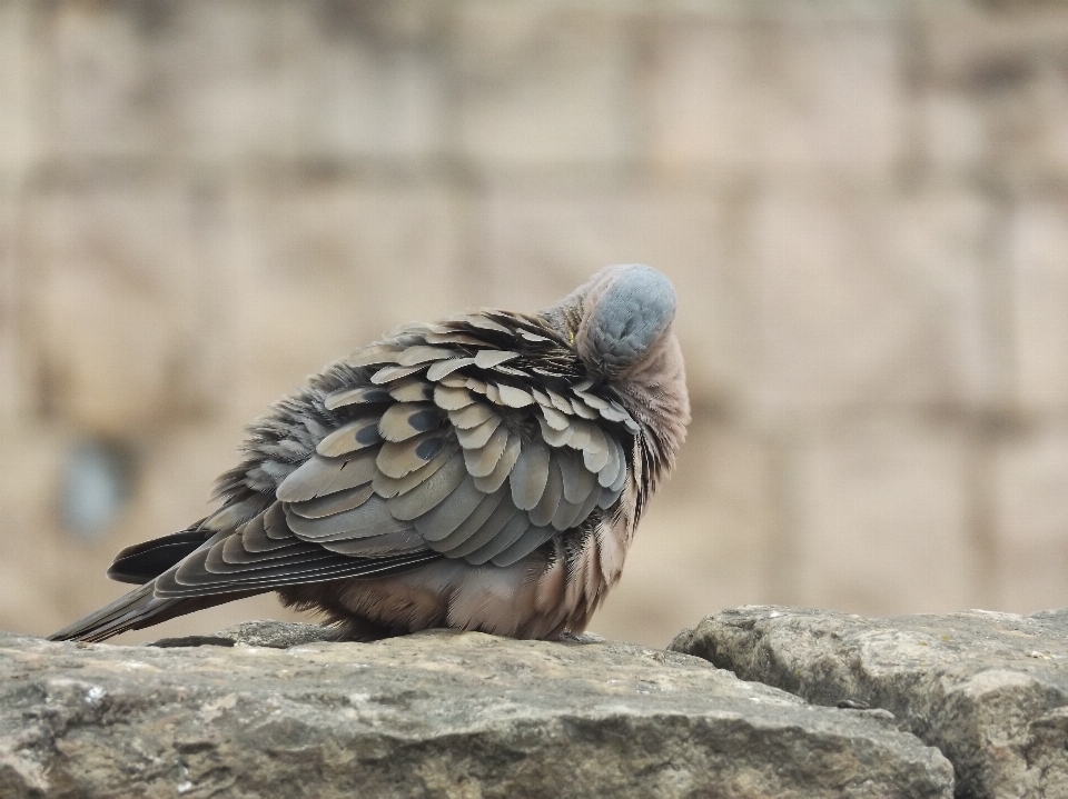 Natura uccello ala animale