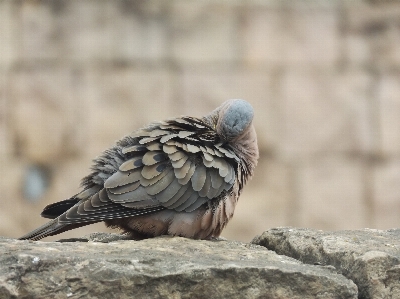 Foto Alam burung sayap satwa