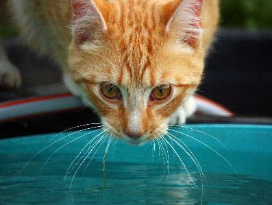 Foto Anak kucing mamalia fauna