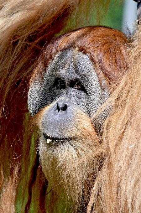 Animal animais selvagens jardim zoológico vermelho