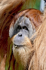 Animal wildlife zoo red Photo