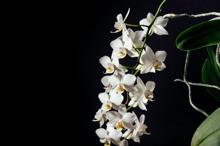 ブランチ 花 植物 白 写真