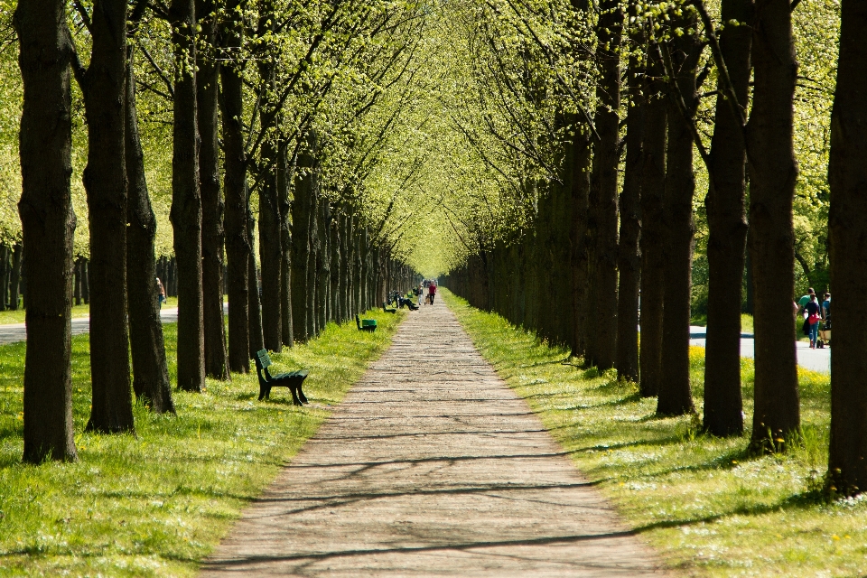 Pohon alam hutan rumput