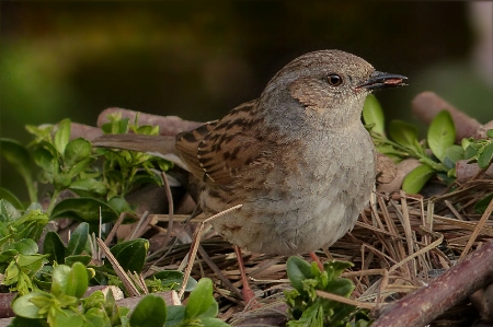 自然 ブランチ 鳥 野生動物 写真