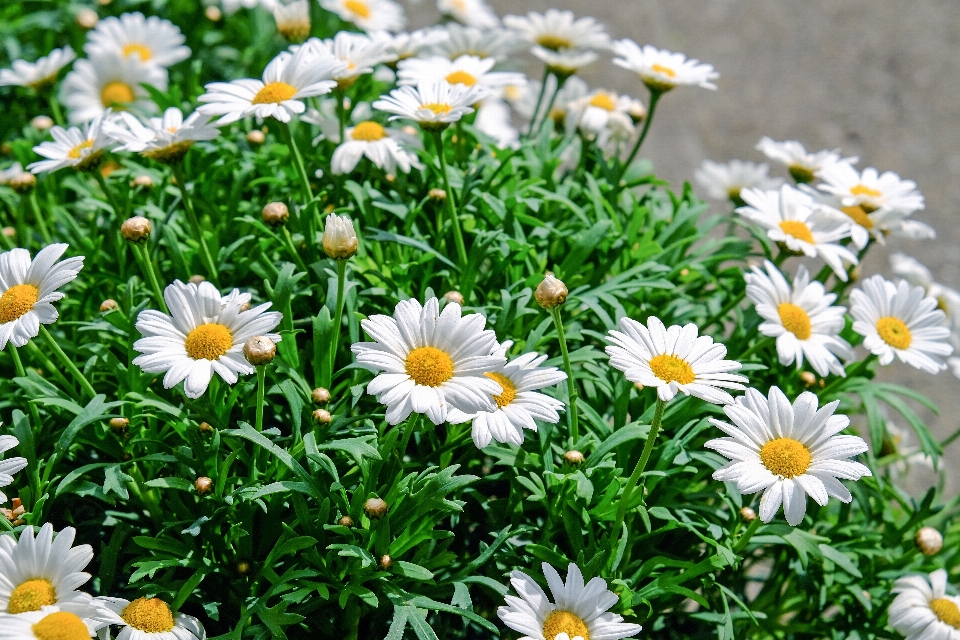 Nature grass plant white