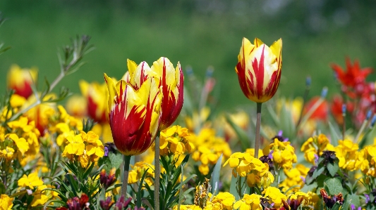 Nature blossom plant field Photo