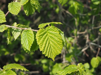 Foto Albero natura ramo pianta