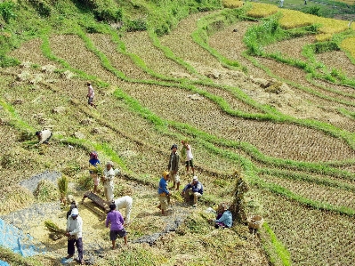 分野 作物 土壌 農業 写真