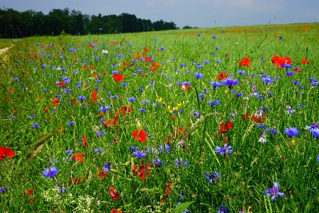 Nature grass plant field Photo