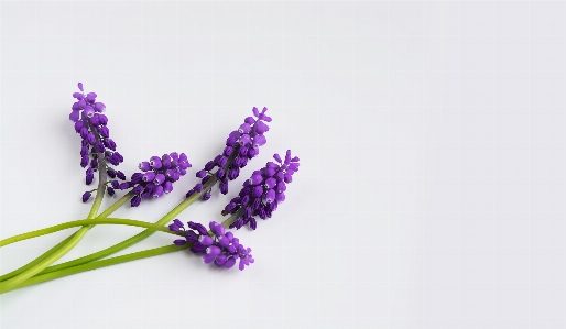 Plant flower purple petal Photo