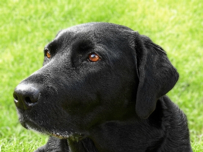 子犬 犬 動物 ペット 写真