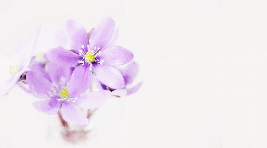 Blossom plant flower purple Photo