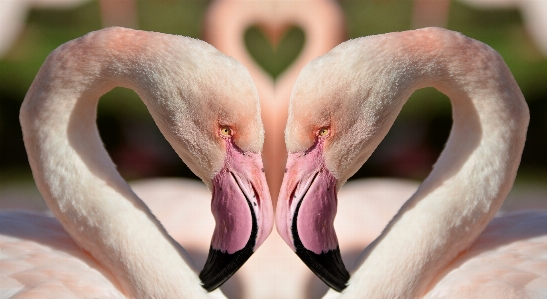 Foto Alam kreatif burung cinta