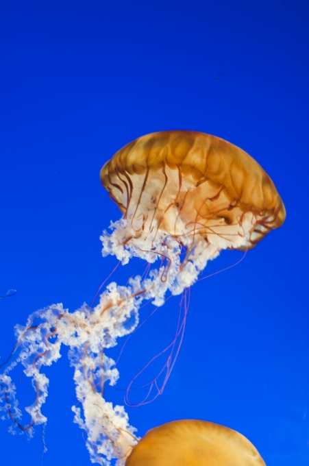 海 水 自然 海洋