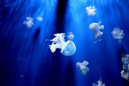 Underwater biology jellyfish blue Photo