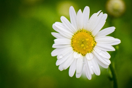 Doğa çiçek bitki beyaz Fotoğraf