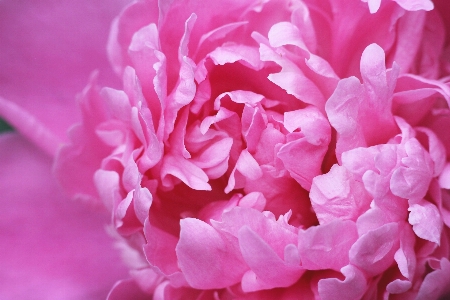 Blossom plant flower petal Photo