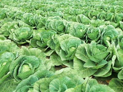 Nature field leaf orchard Photo