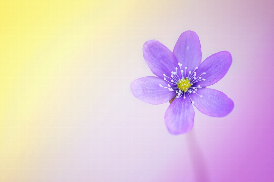 Blüte anlage fotografie blume