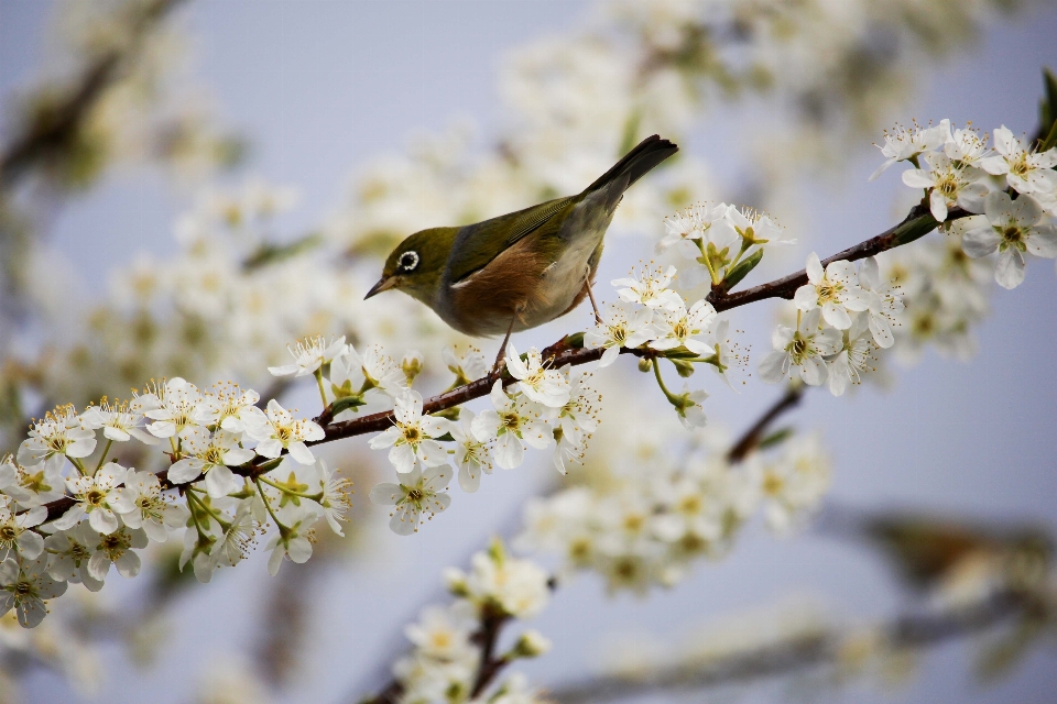 Drzewo natura oddział kwitnąć