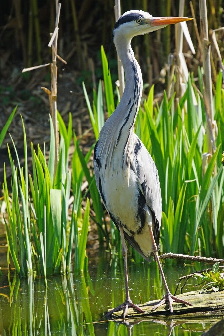 水 鳥 野生動物 嘴