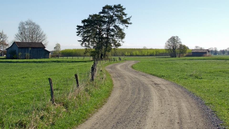 Paesaggio albero natura erba