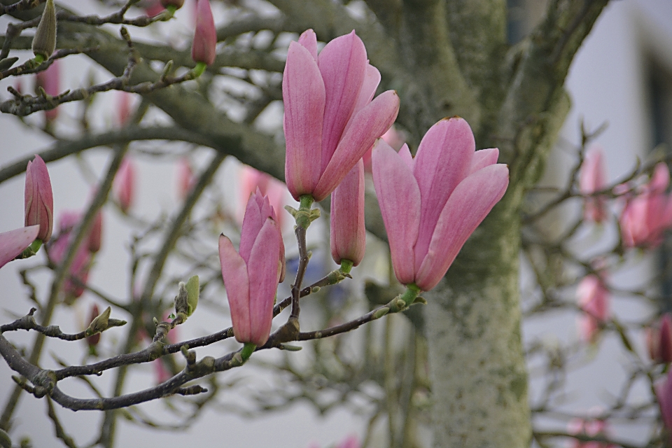 Baum zweig blüte anlage