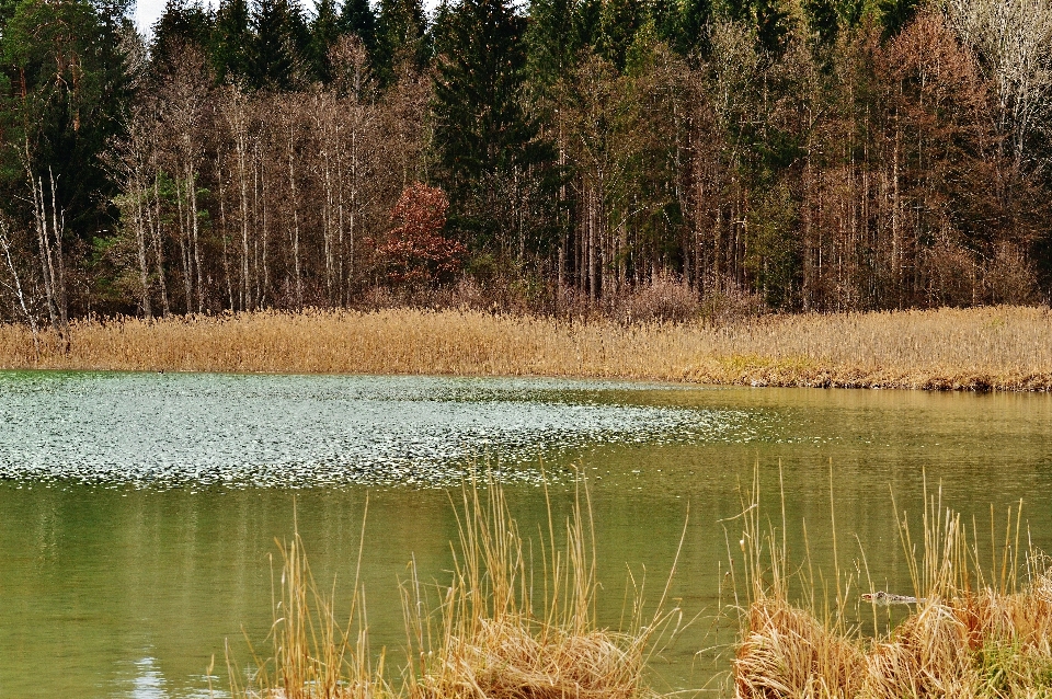 Landscape tree water nature