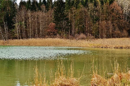 Landscape tree water nature Photo