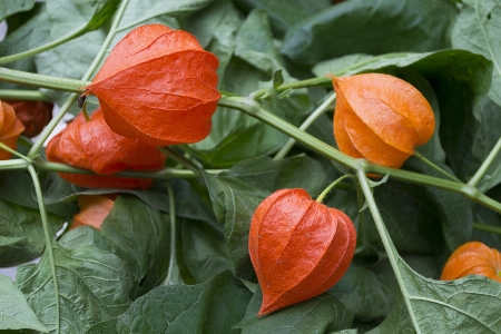 Nature plant fruit leaf Photo