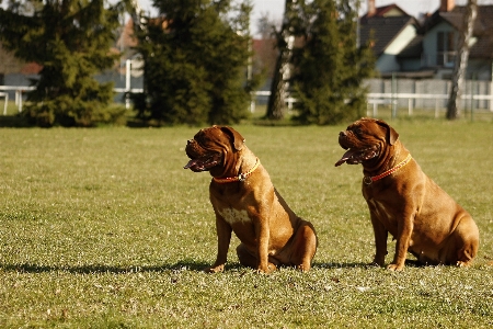 Nature home puppy dog Photo