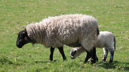 Nature grass field farm Photo