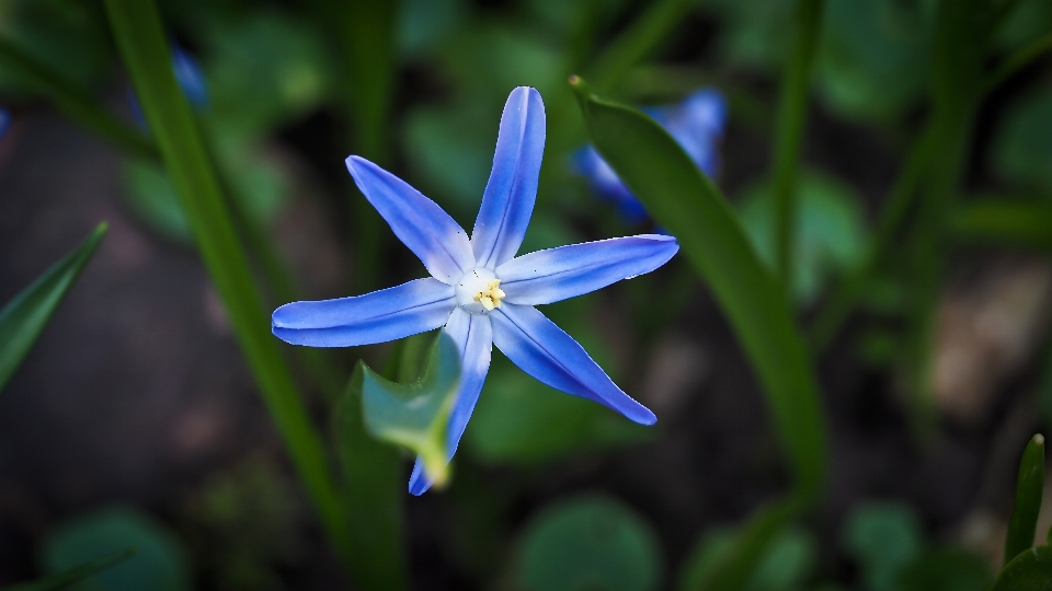 Natura erba pianta fiore