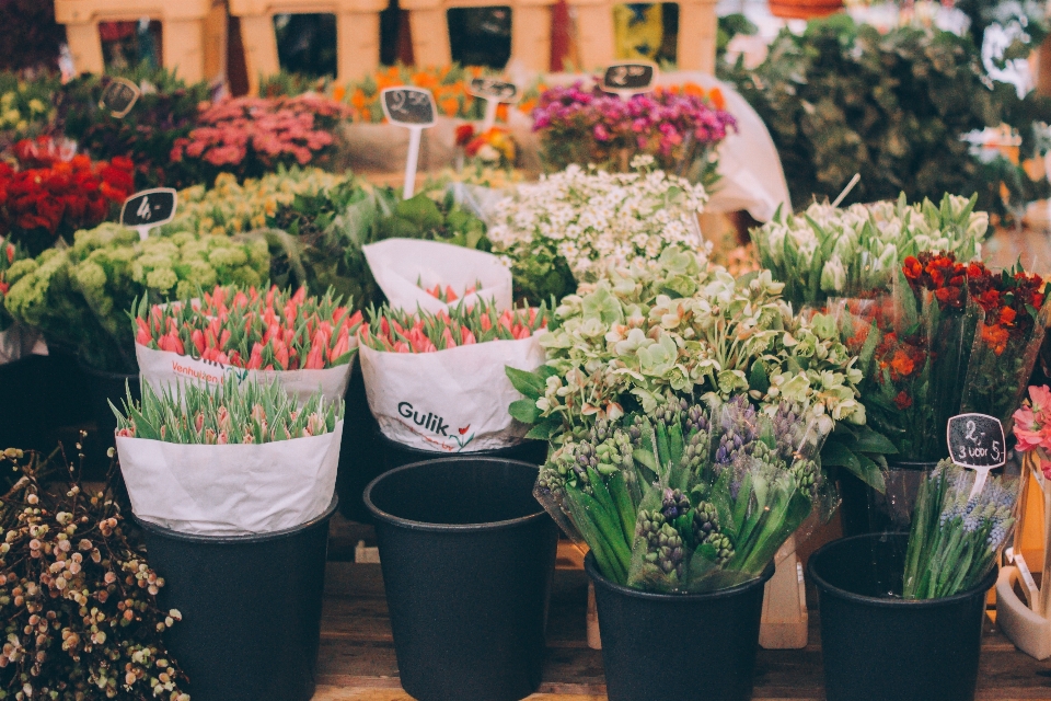 Pianta fiore tulipano primavera