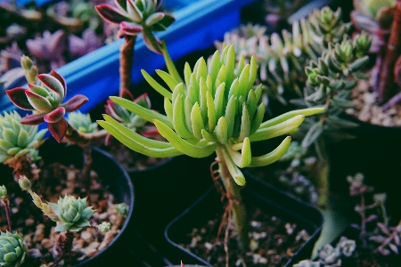 木 自然 花 植物 写真