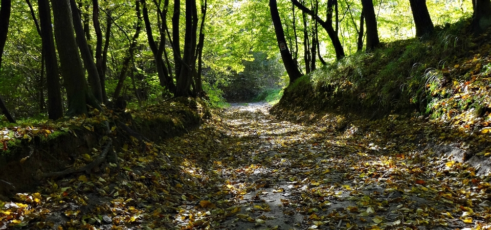 Paisaje árbol naturaleza bosque