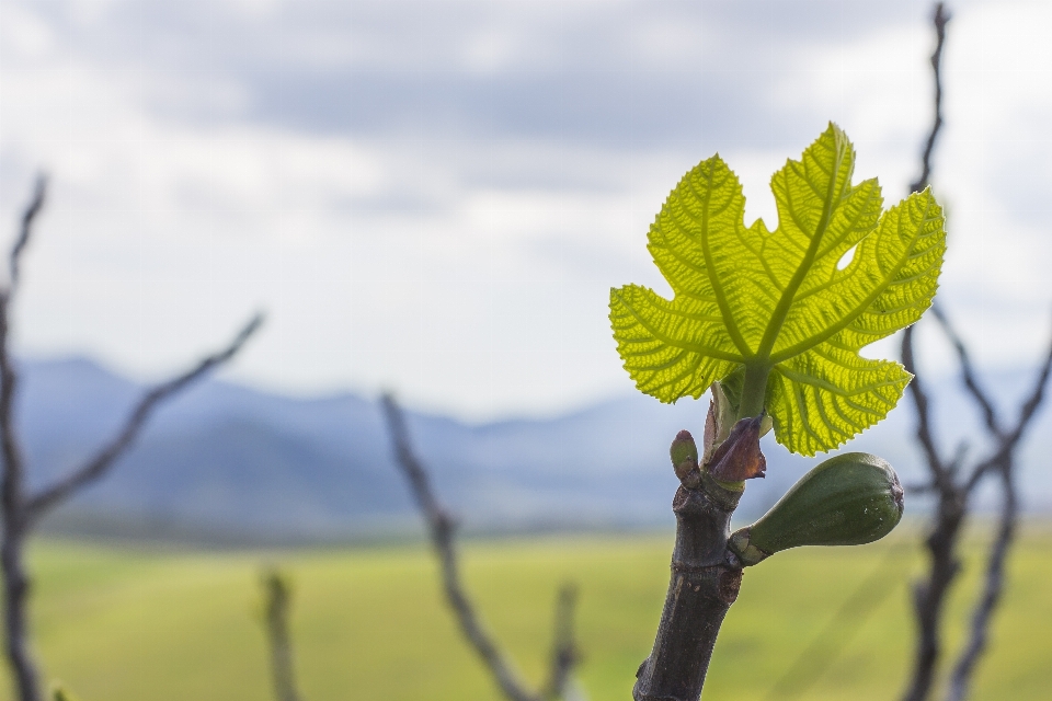 Drzewo natura oddział kwitnąć