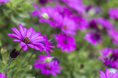 Natur blüte anlage wiese
 Foto