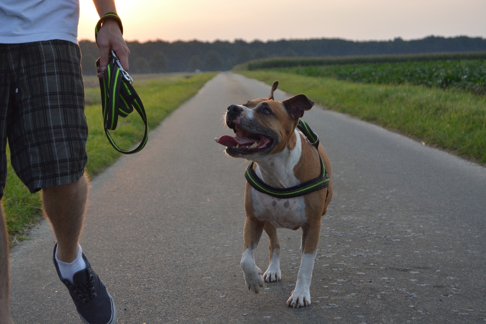 Walking sunset dog walk