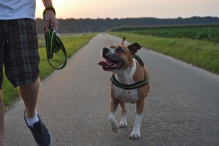 Walking sunset dog walk Photo