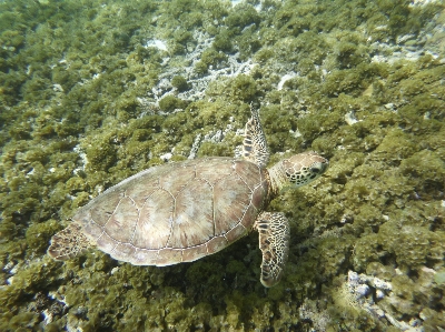 Foto Animali selvatici biologia tartaruga di mare
