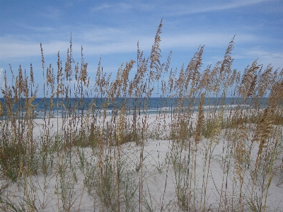 Photo Plage mer arbre eau